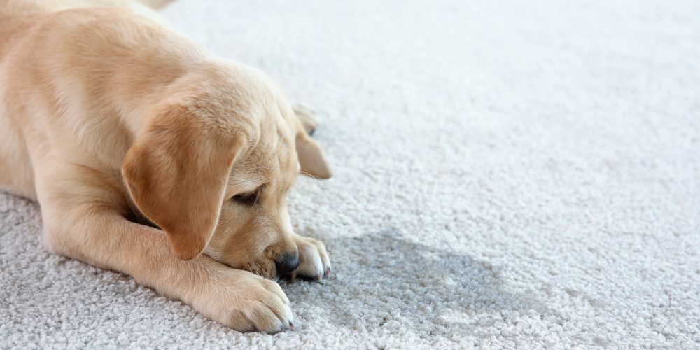 Cute,Puppy,Lying,On,Carpet,Near,Wet,Spot How to Remove Pet Stains From Your Rugs and Make It Odour-Free