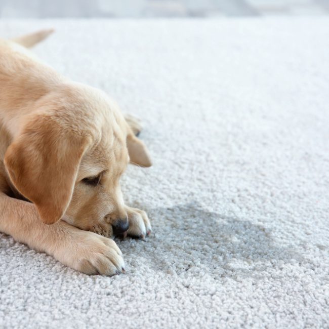 Cute,Puppy,Lying,On,Carpet,Near,Wet,Spot How to Remove Pet Stains From Your Rugs and Make It Odour-Free