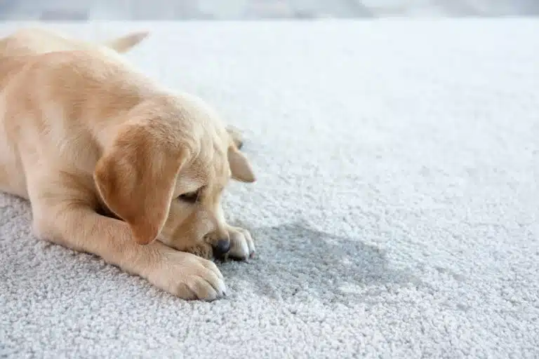Cute,Puppy,Lying,On,Carpet,Near,Wet,Spot How to Remove Pet Stains From Your Rugs and Make It Odour-Free