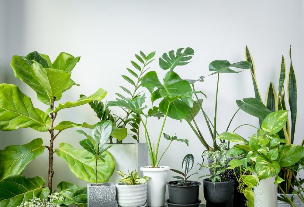 several plants in  their distinct pots.